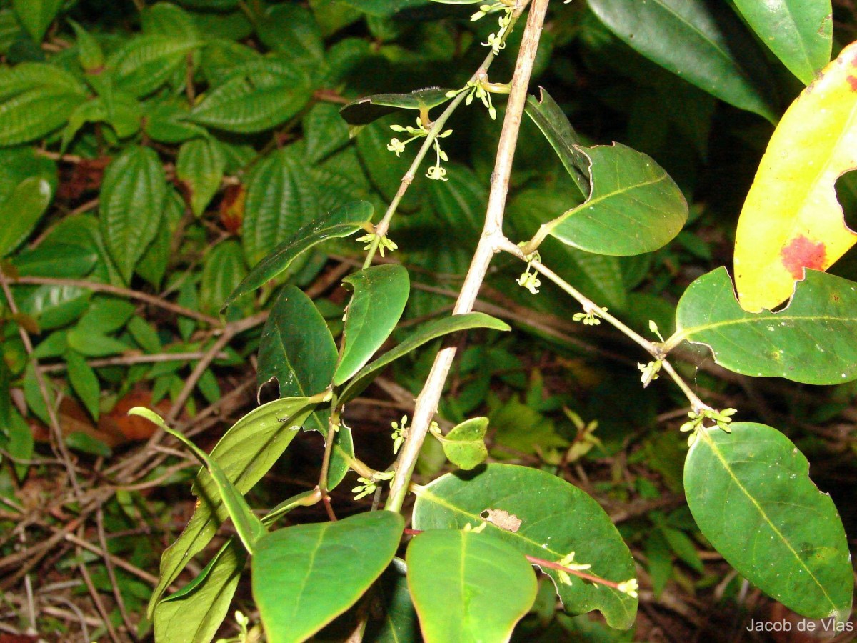 Glochidion nemorale Thwaites